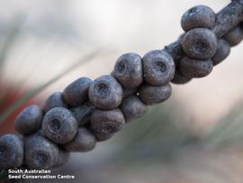   Fruits:   Callistemon teretifolius ; Photo by South Australian Seed Conservation Centre, used with permission
